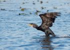 cormorant_121009e.jpg