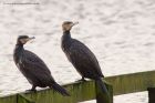 cormorant_130113e.jpg