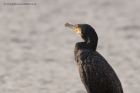 cormorant_130113k.jpg