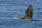 cormorant_140213a.jpg