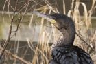 cormorant_140215a.jpg