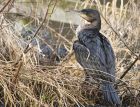 cormorant_140215e.jpg