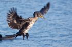 cormorant_151011a.jpg