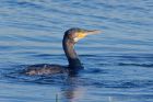 cormorant_151011f.jpg