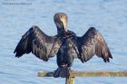 cormorant_151011g.jpg