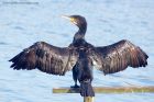 cormorant_151011h.jpg