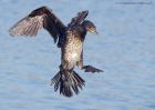 cormorant_151011m.jpg