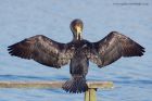 cormorant_151011n.jpg