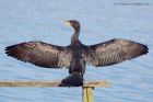 cormorant_151011o.jpg