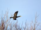 cormorant_151207b.jpg