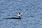 cormorant_160211a.jpg