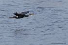 cormorant_160211c.jpg