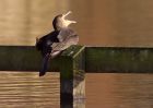 Filename=cormorant_161108b.jpg
Filesize=171KB
Dimensions=800x566
Date added=Nov 16, 2008 cormorant_161108b.jpg