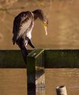 cormorant_161108c.jpg