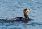 cormorant_170109d.jpg