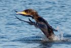 cormorant_170109e.jpg