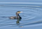 cormorant_1702d.jpg