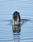 cormorant_1702f.jpg