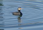 cormorant_1702i.jpg