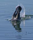 cormorant_1702k.jpg