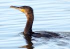 cormorant_171208b.jpg