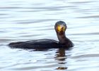 cormorant_171208f.jpg