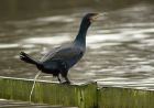 cormorant_190108b.jpg