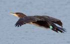 cormorant_200109a.jpg