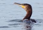 cormorant_200109d.jpg