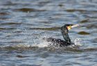 cormorant_210308a.jpg