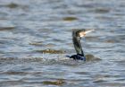 cormorant_210308b.jpg