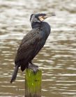 cormorant_210308d.jpg