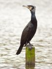 cormorant_210308g.jpg