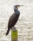 cormorant_210308h.jpg