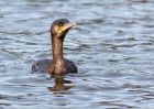 cormorant_210310f.jpg