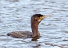 cormorant_210310h.jpg