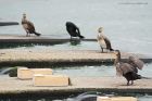 cormorant_210515b.jpg