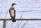 cormorant_210911c.jpg