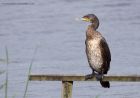 cormorant_210911f.jpg