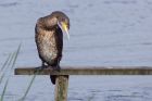 cormorant_210911i.jpg