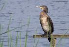 cormorant_210911k.jpg