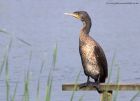 cormorant_210911n.jpg