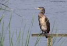 cormorant_210911o.jpg