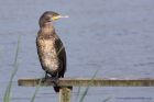 cormorant_210911p.jpg