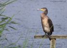 cormorant_210911r.jpg