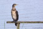 Filename=cormorant_210911t.jpg
Filesize=266KB
Dimensions=1000x667
Date added=Sep 24, 2011 cormorant_210911t.jpg