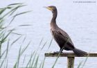 cormorant_210911x.jpg