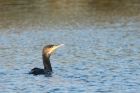 cormorant_211115a.jpg