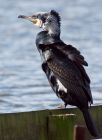 cormorant_220308a.jpg