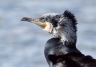 cormorant_220308aa.jpg